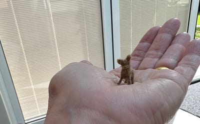 Wed 2nd August Chihuahua, Dachshund, Papillon