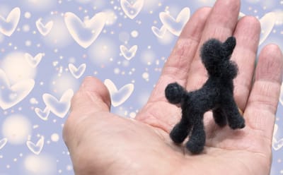 Wed 6th September - Poodle