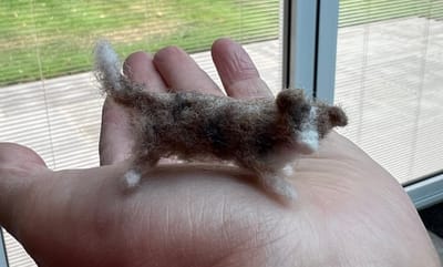 Wed 13th Border Collie (Sheep Dog 🐑)