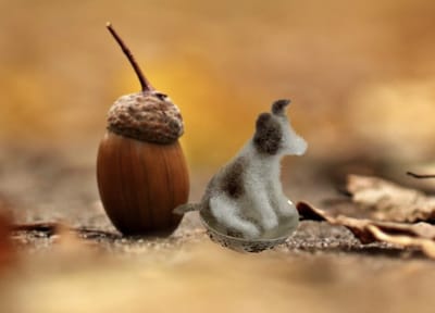 Wed 20th September - Jack Russell