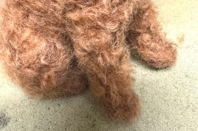 Needle felted Cockerpoo legs!