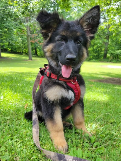 Keeping a Happy Puppy