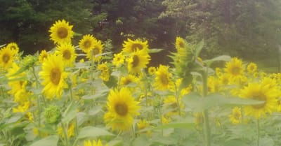 Music Therapy Moves People with Cerebral Palsy