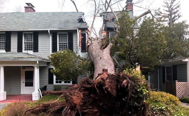 TREE RISK ASSESSMENT