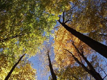 TREE REMOVAL & PRUNING