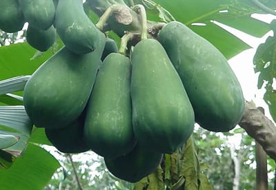 cach tri mun viem o ma bang tu nhien