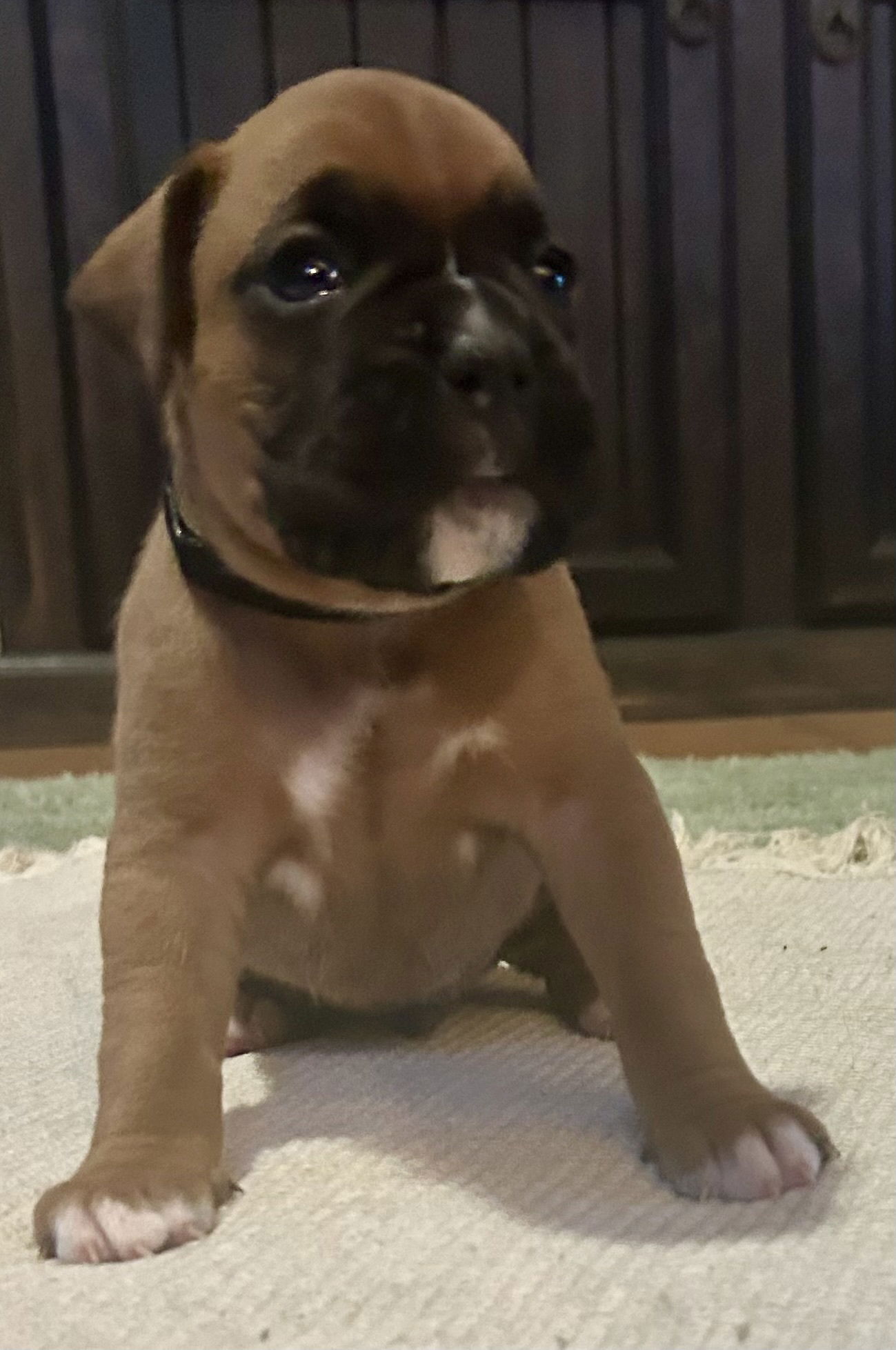 Now living in Bendigo, Victoria!