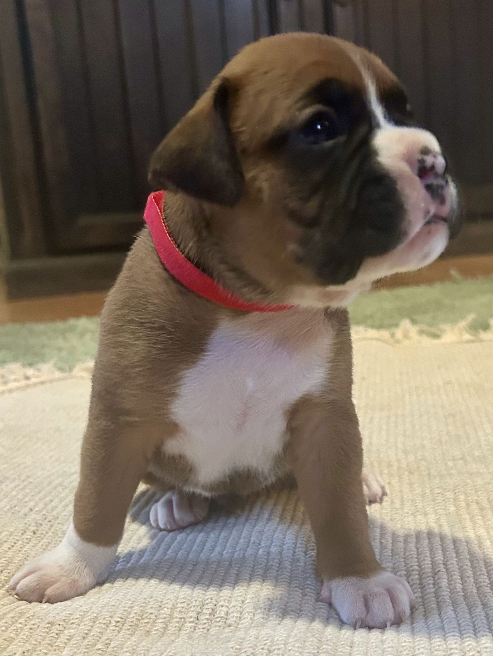 Now living in Bendigo, Victoria!