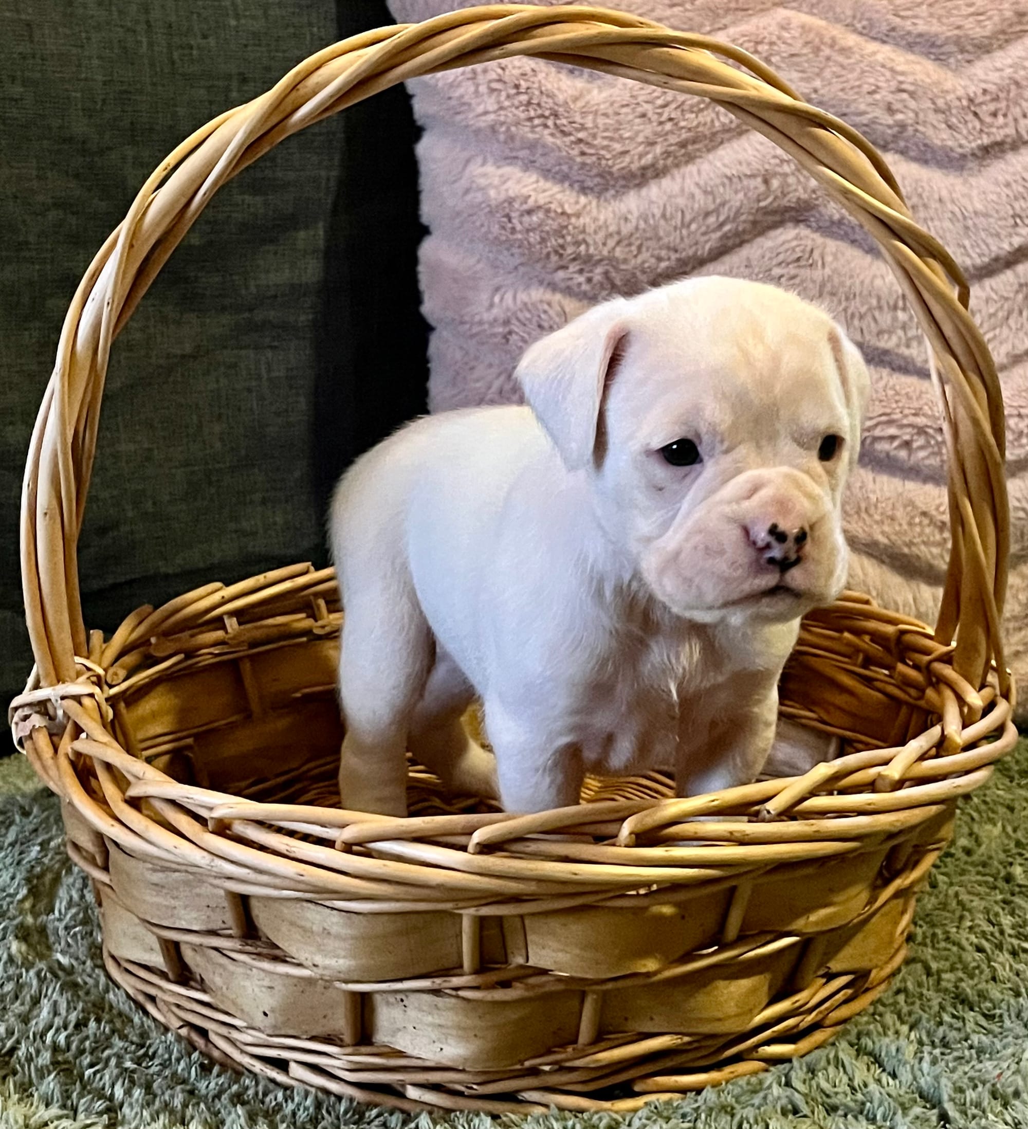 Now living in Bendigo, Victoria!