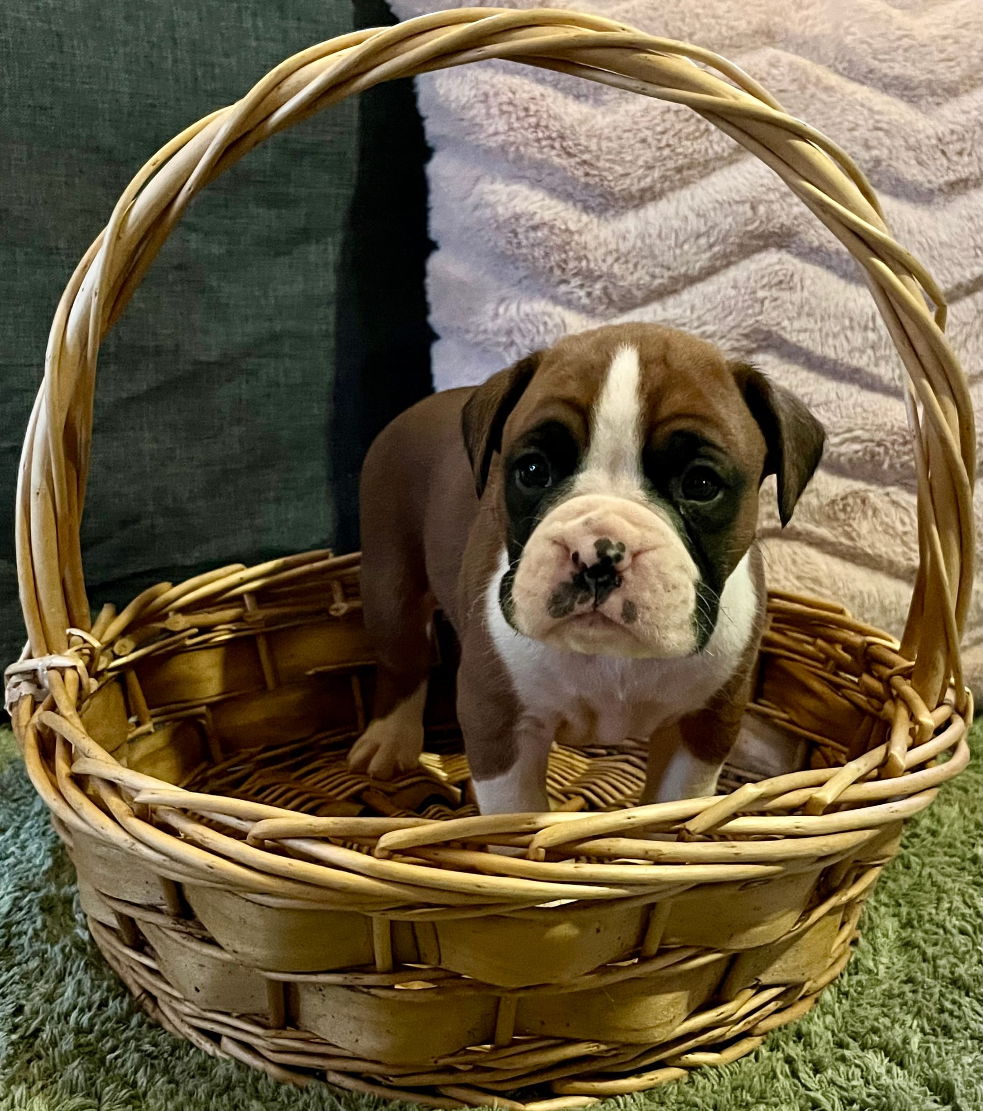 Now living with his new Human Pack