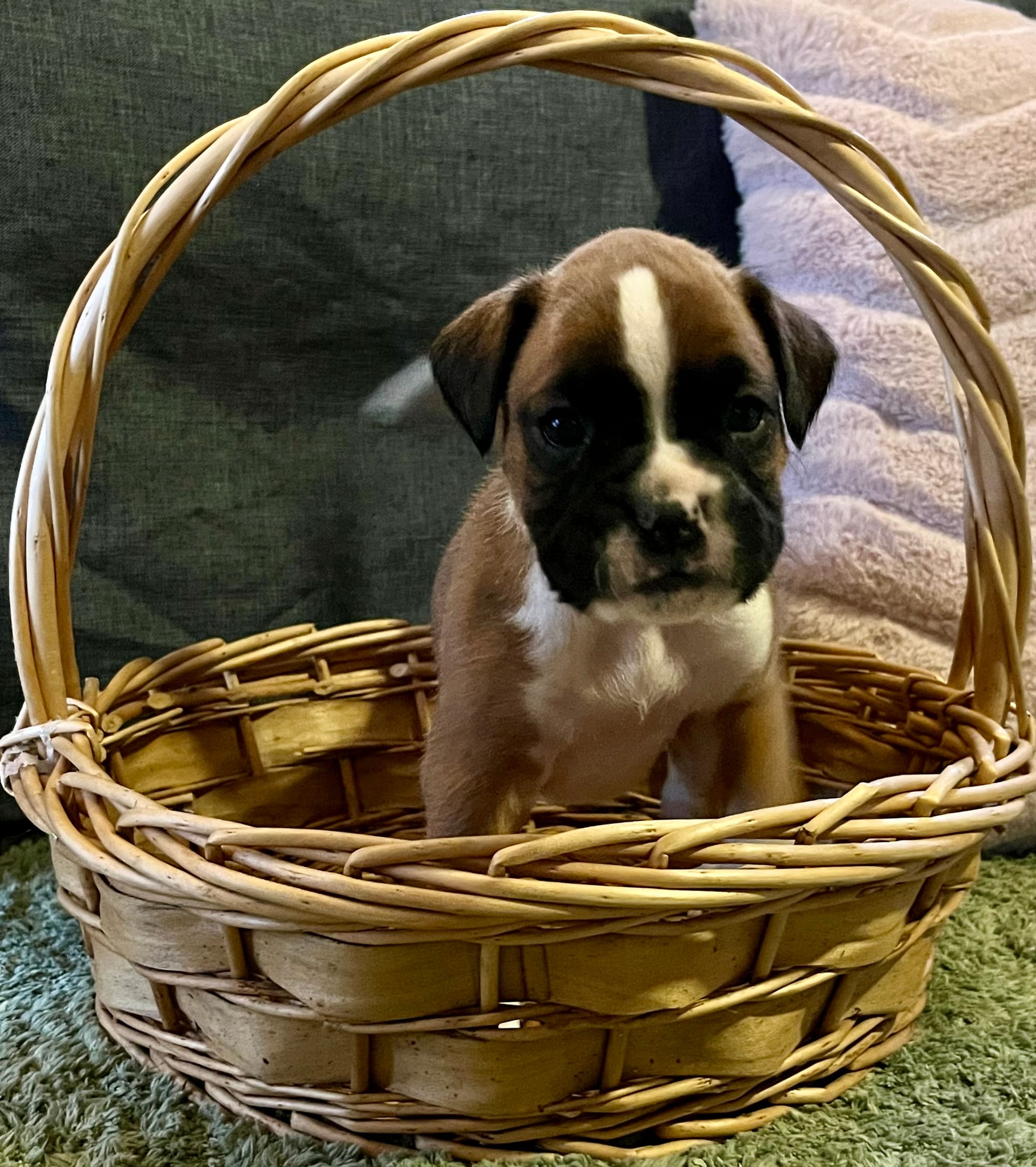 Now living in Castlemaine, Victoria!