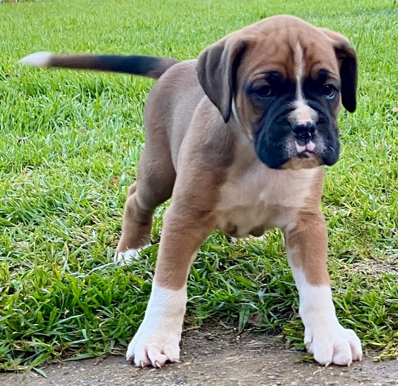 Now living in Nerrena, Victoria!