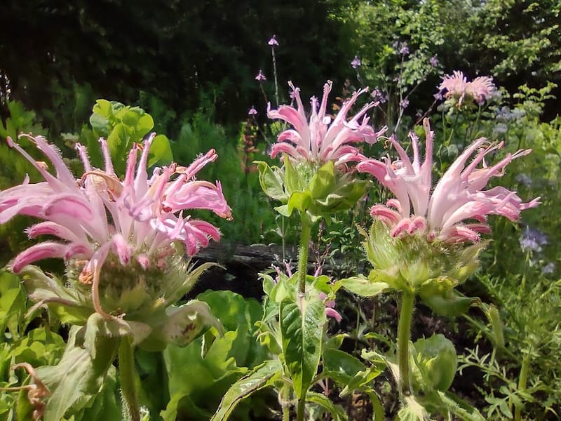 De natuur als coach  - opleidingen