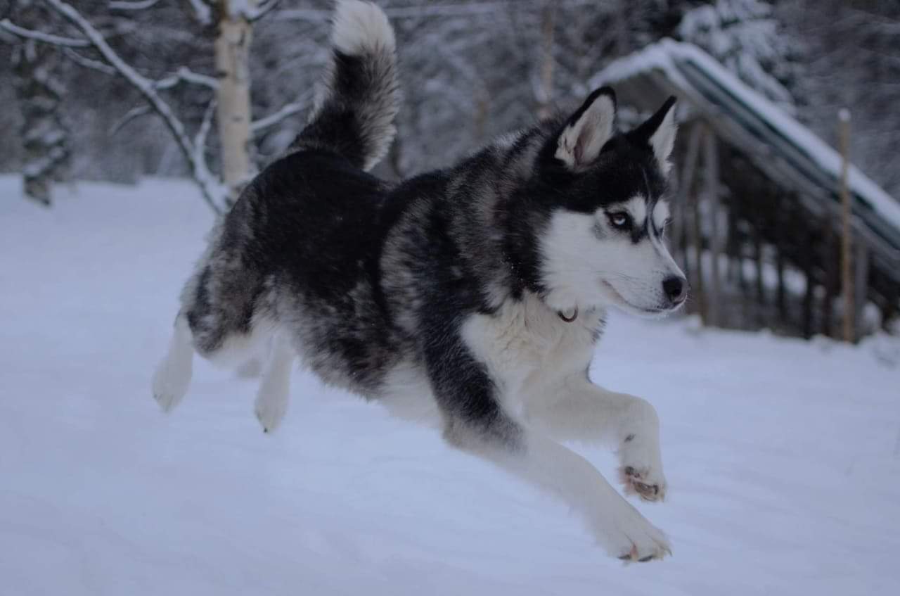 Narttu, synt. 05.06.2017