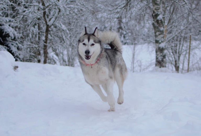 Narttu, synt. 21.12.2018