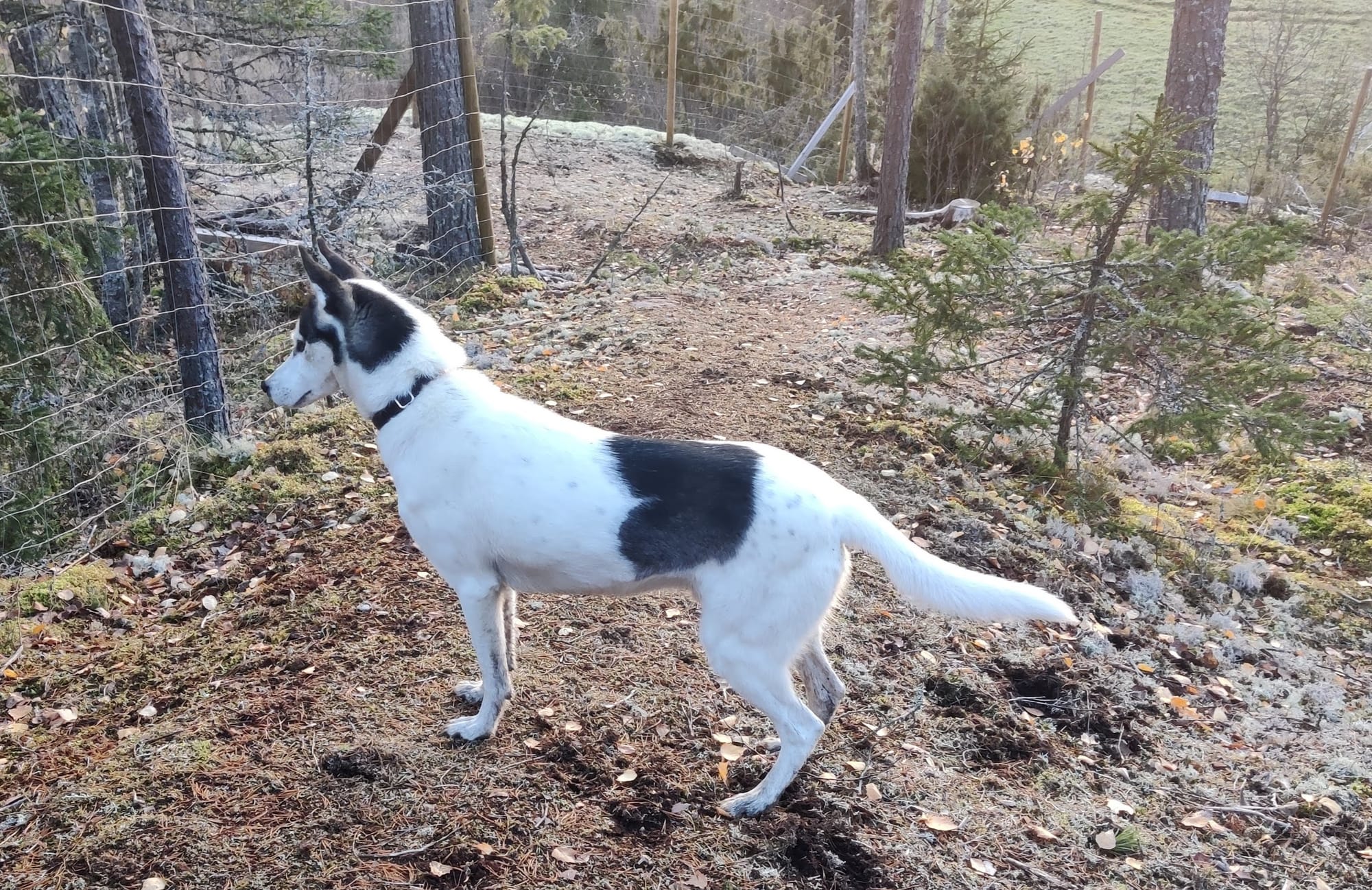 Uros, 08.03.2014-07.08.2023 