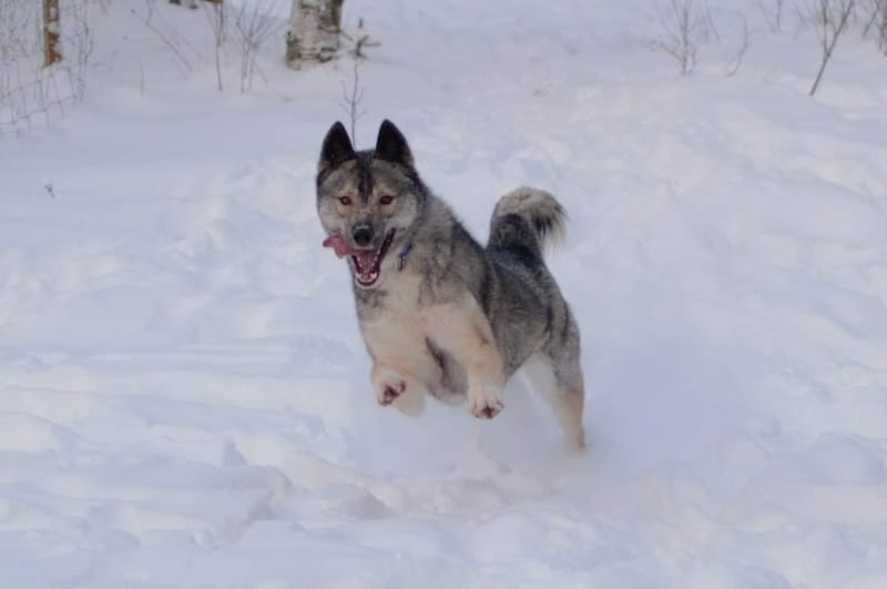 WINTRY JULLI-JALMARI