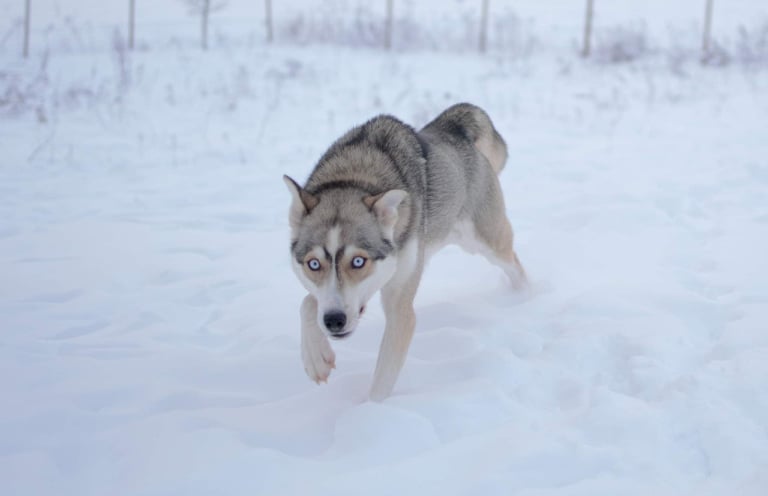 WINTRY TAIKA TALVIKAINEN