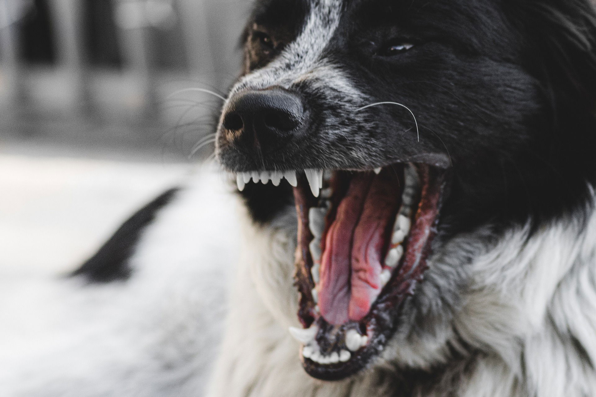 After having his head cut off, Santa Quitéria's own decapitated body takes his head in his hands and walks to the neighboring city to be buried. Protective against rabies disease, madness and depression