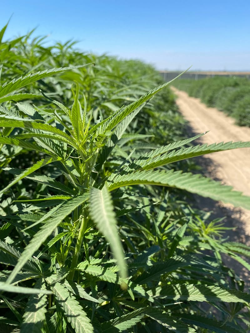 Sungrown Full Term Flower