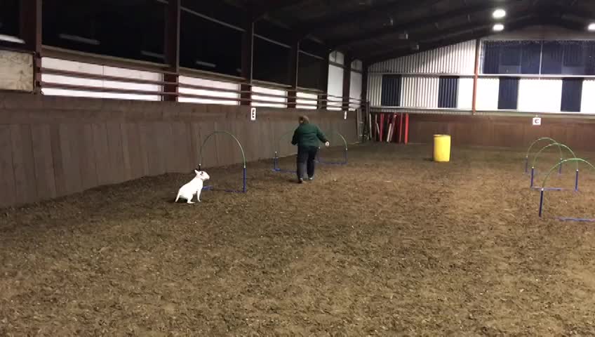 Didi - 7 years old, 2/11/22