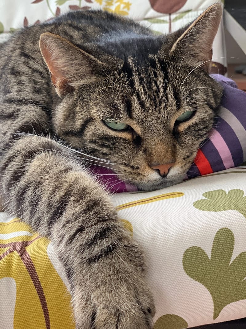 Katzenallergie