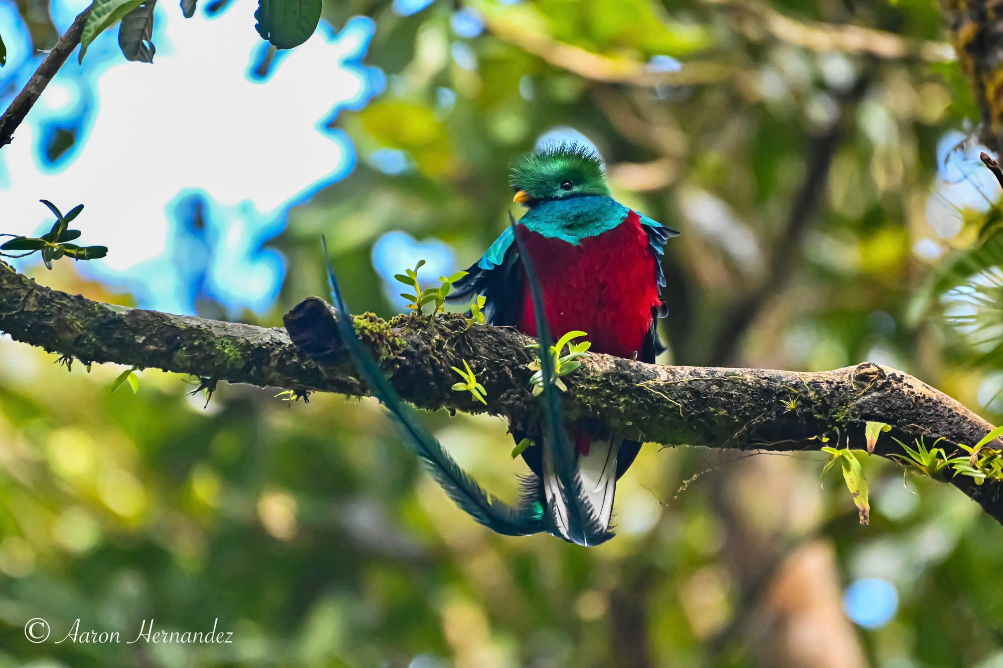 MONTEVERDE CLOUD FOREST RESERVE GUIDED TOUR