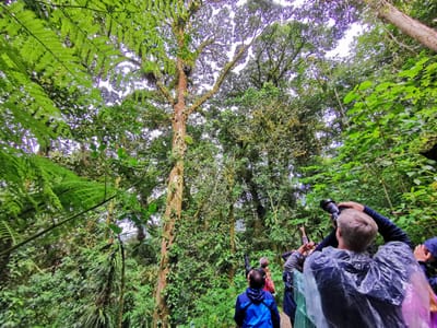 book Cloud forest 