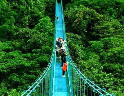 book Hanging Bridges