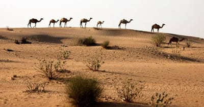 بين الحفيد وجده: التقاء واتفاق ... لا اختلاف وافتراق