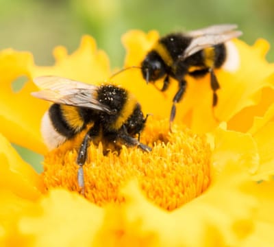 You can help the declining bee population