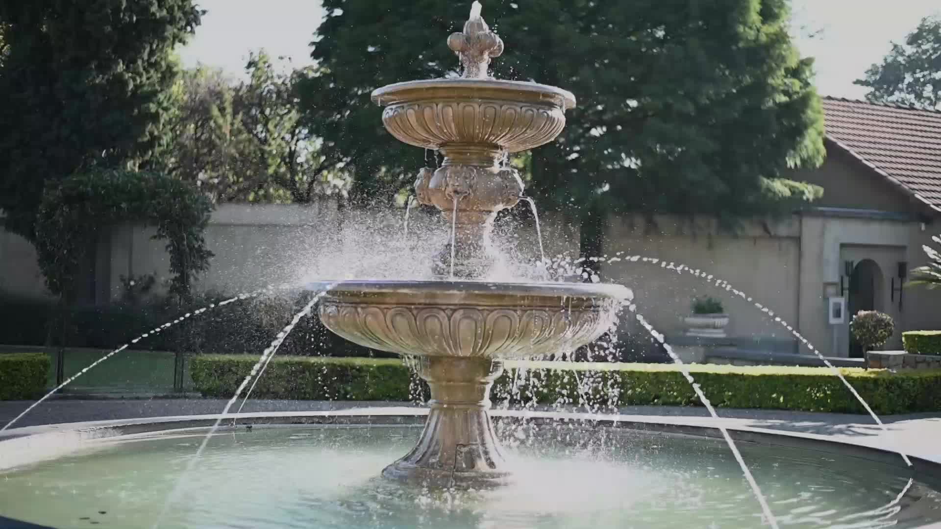 THE WANG'S CELEBRATION