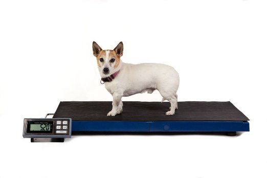 AM-VSX-180K Vet Scales with rubber mat