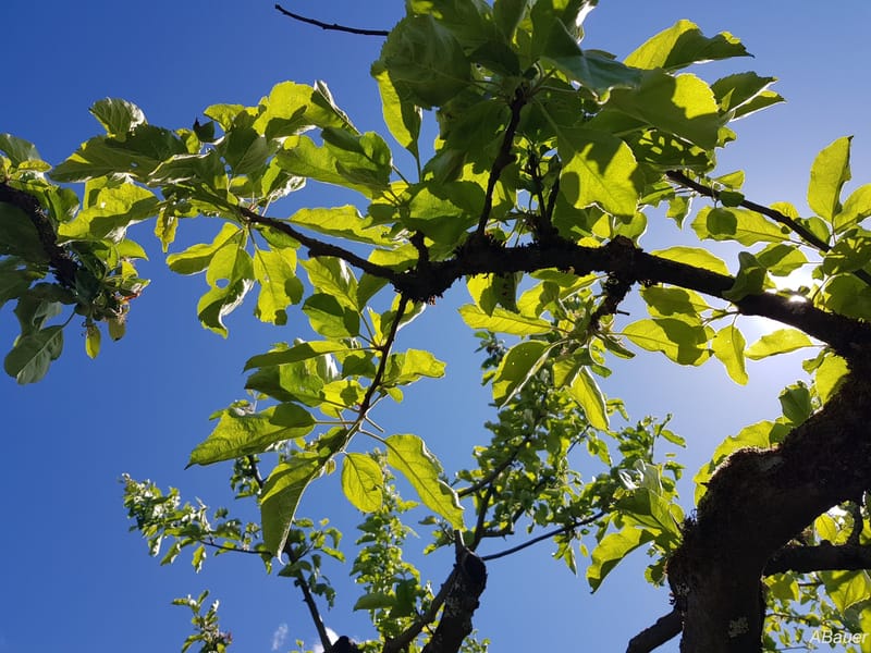 Der Baum, mein Freund