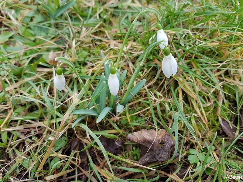 Wie überwintern Pflanzen?