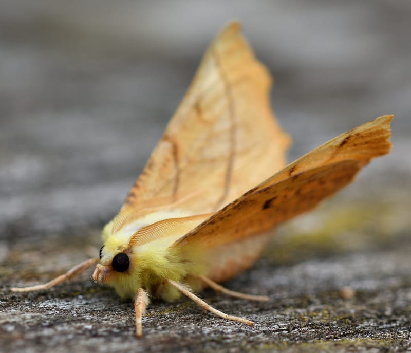 Midsummer Moth Night