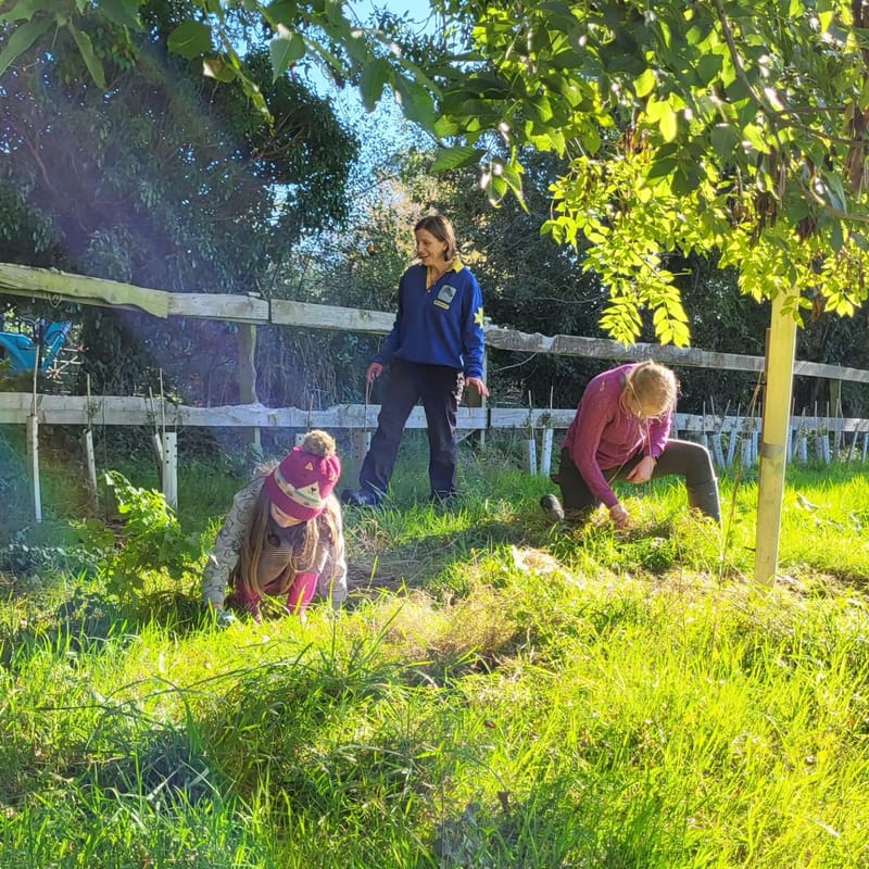 Bulb planting - wild daffodils