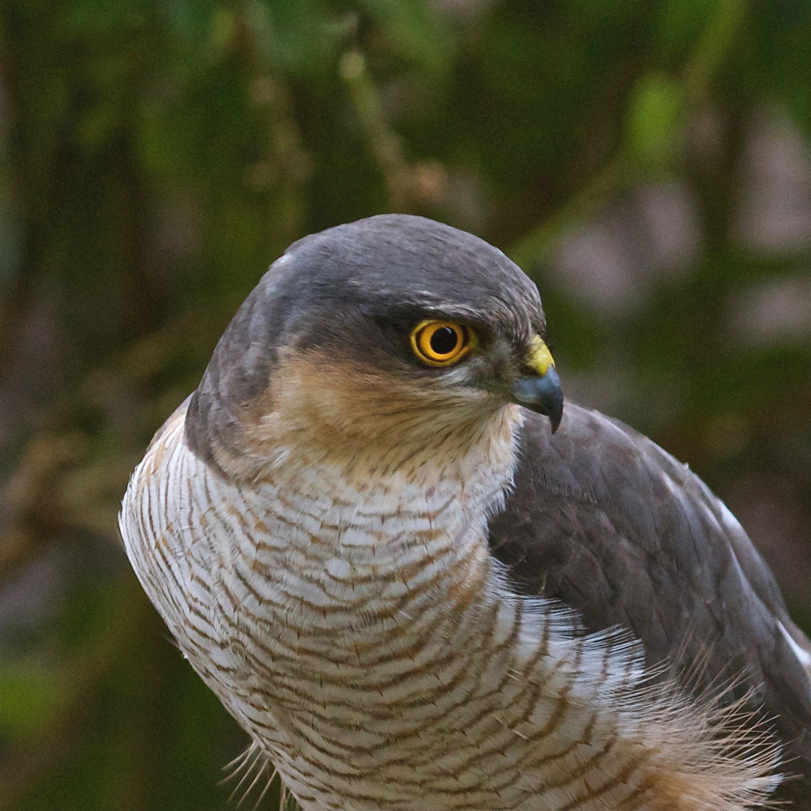 Sparrowhawk