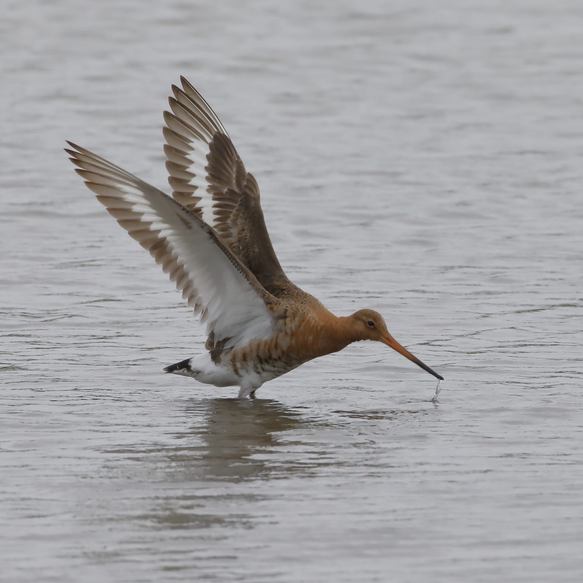 Black-tailed Godwit