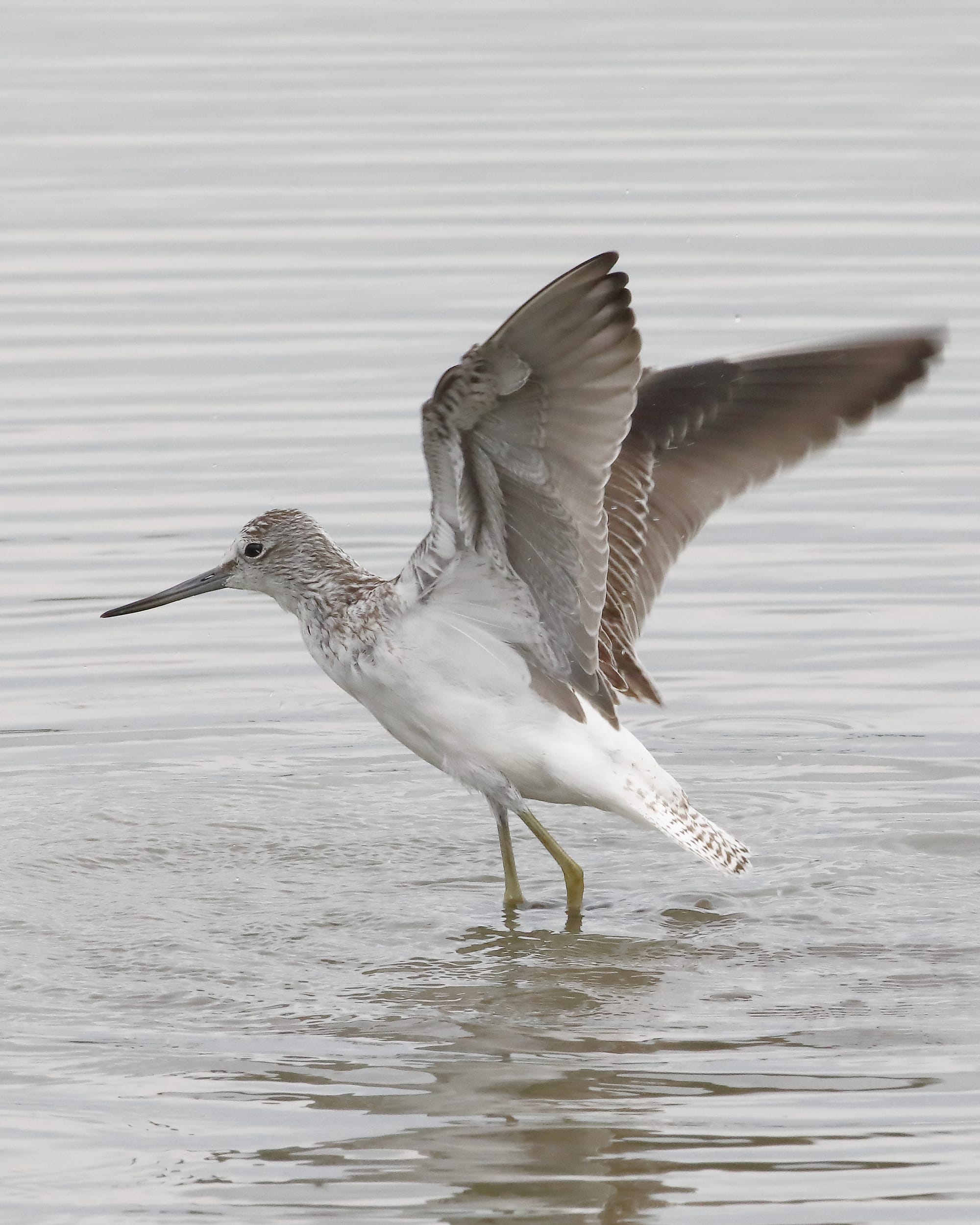 Greenshank