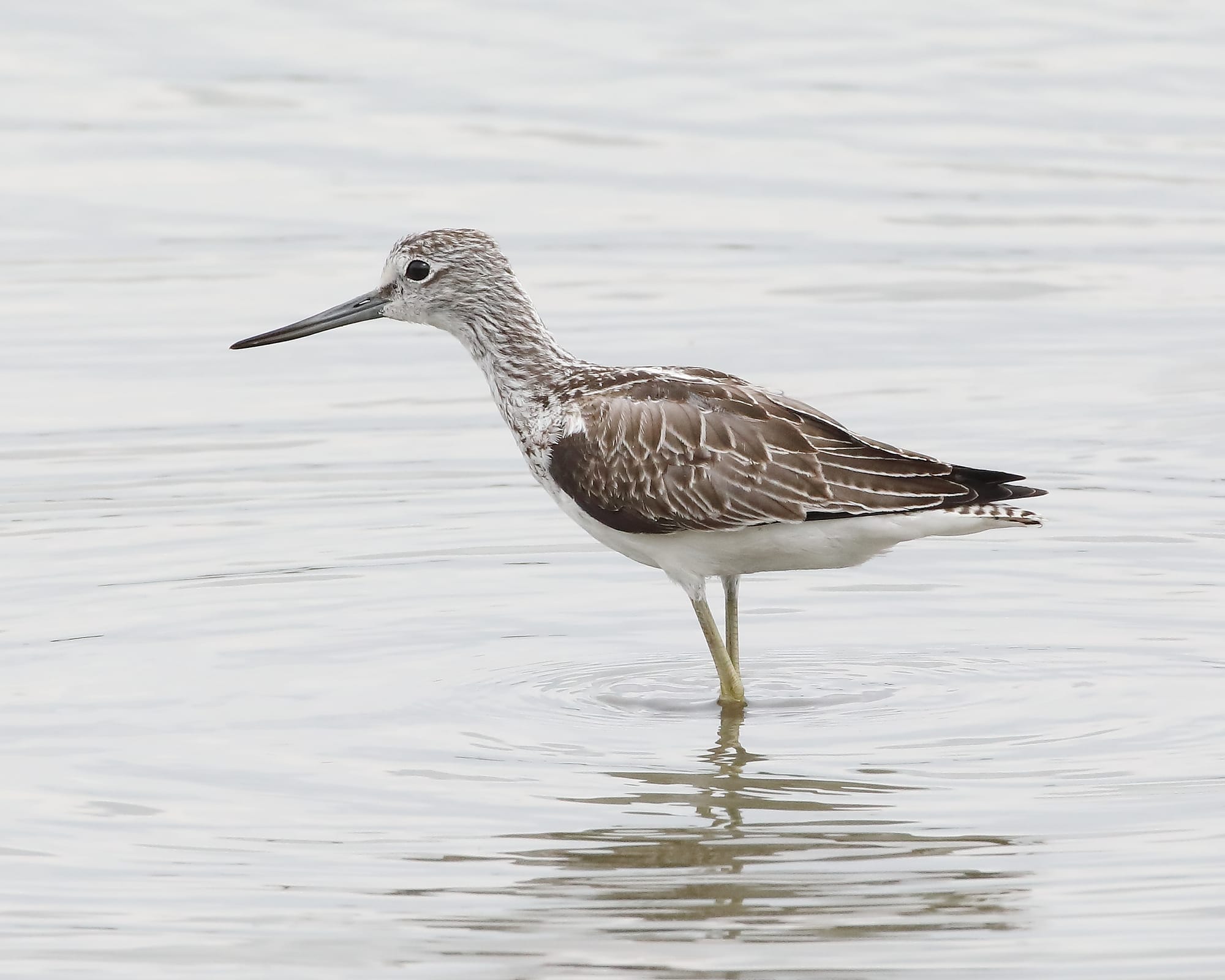 Greenshank