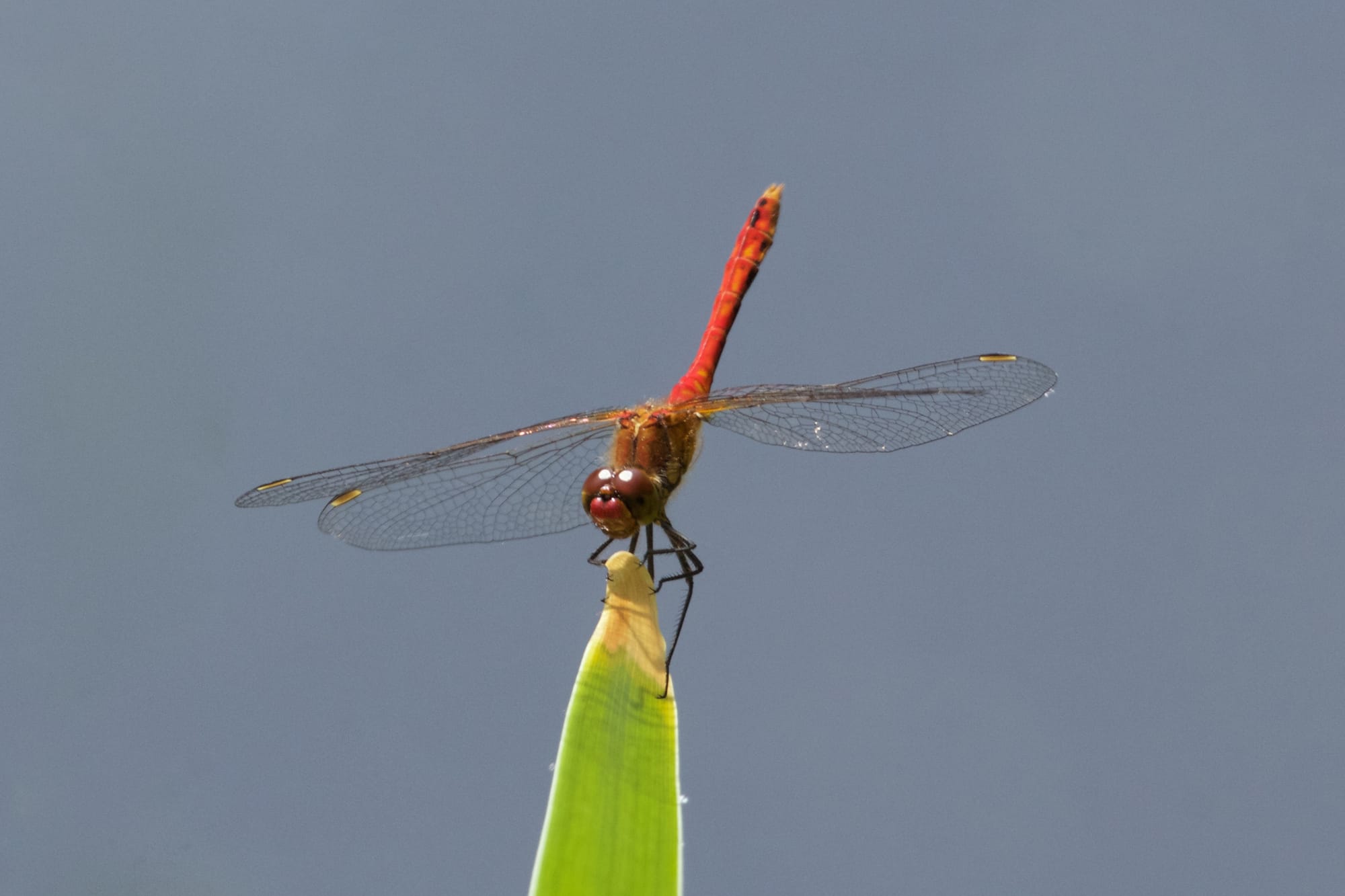 Ruddy Darter