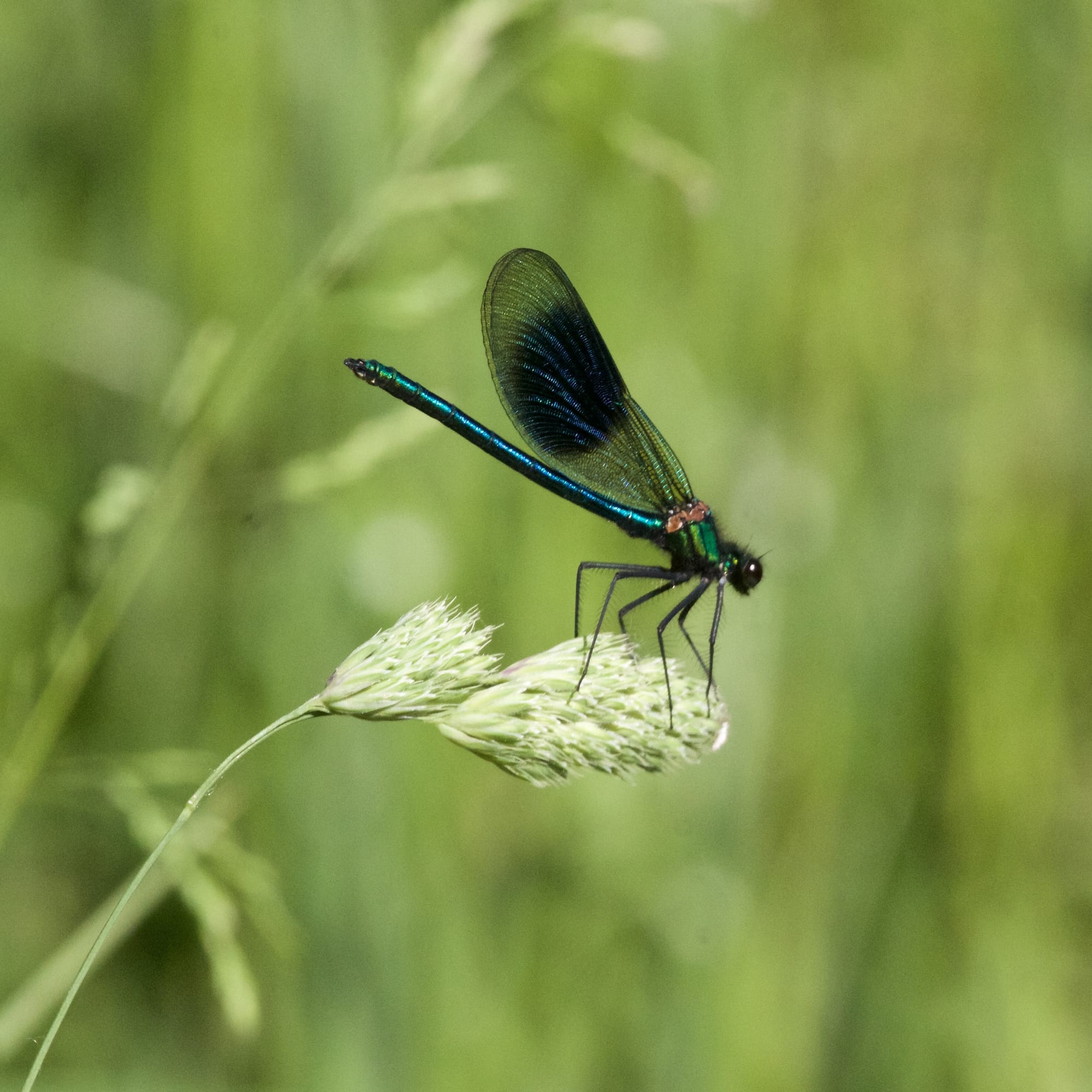 Banded Demoiselle