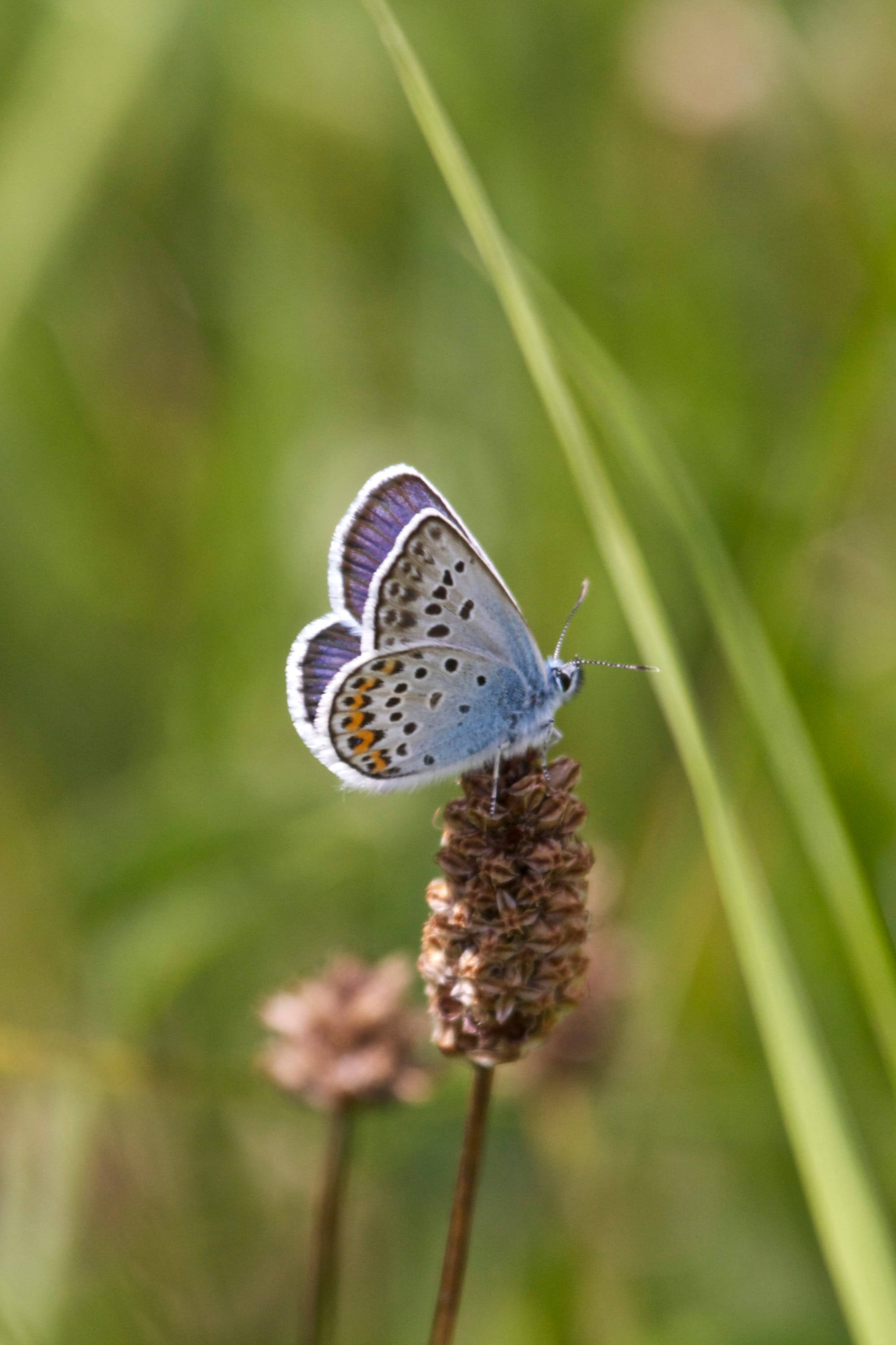 Silver-studded Blue