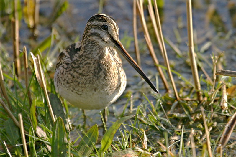 Snipe