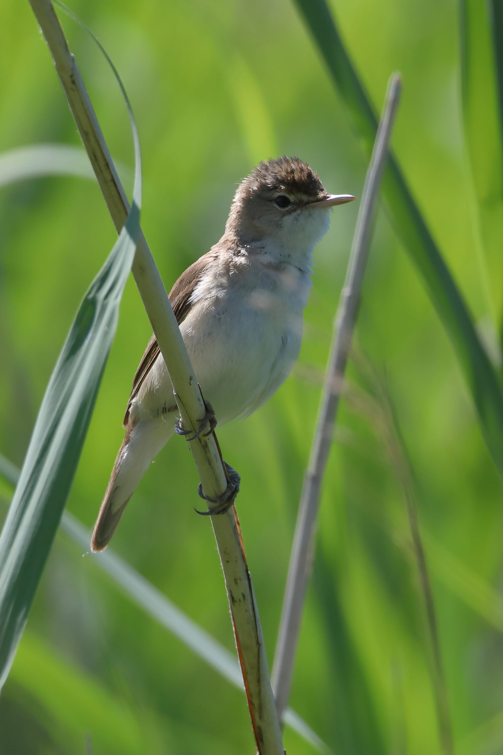 Reed Warbler