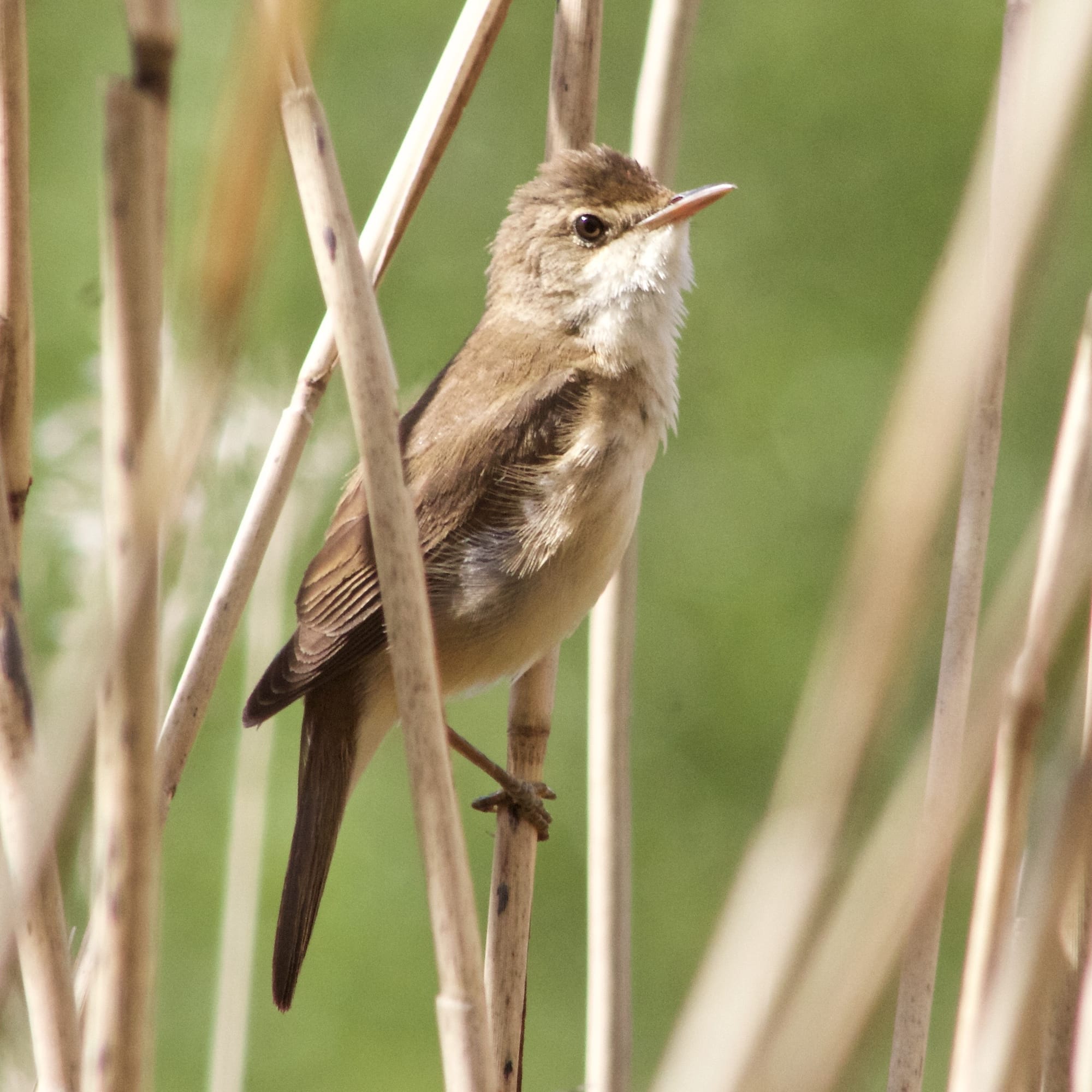 Reed Warbler