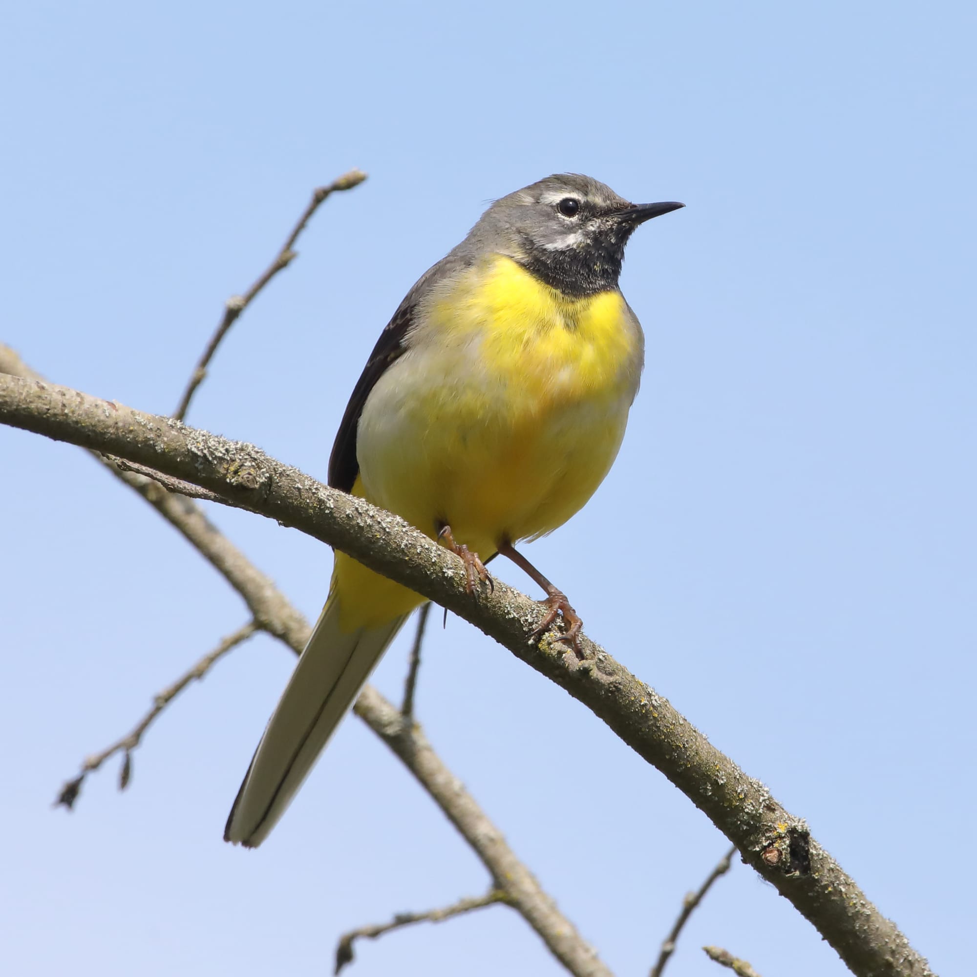 Grey Wagtail