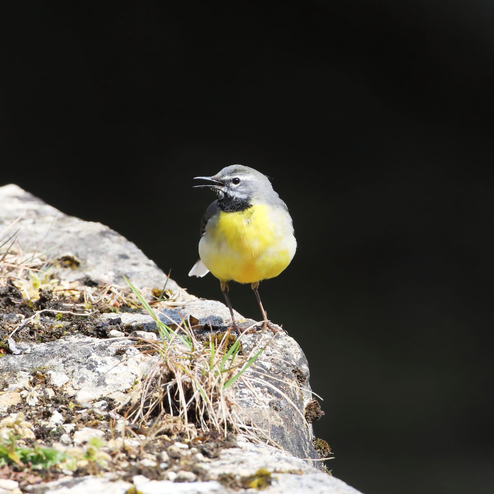 Grey Wagtail