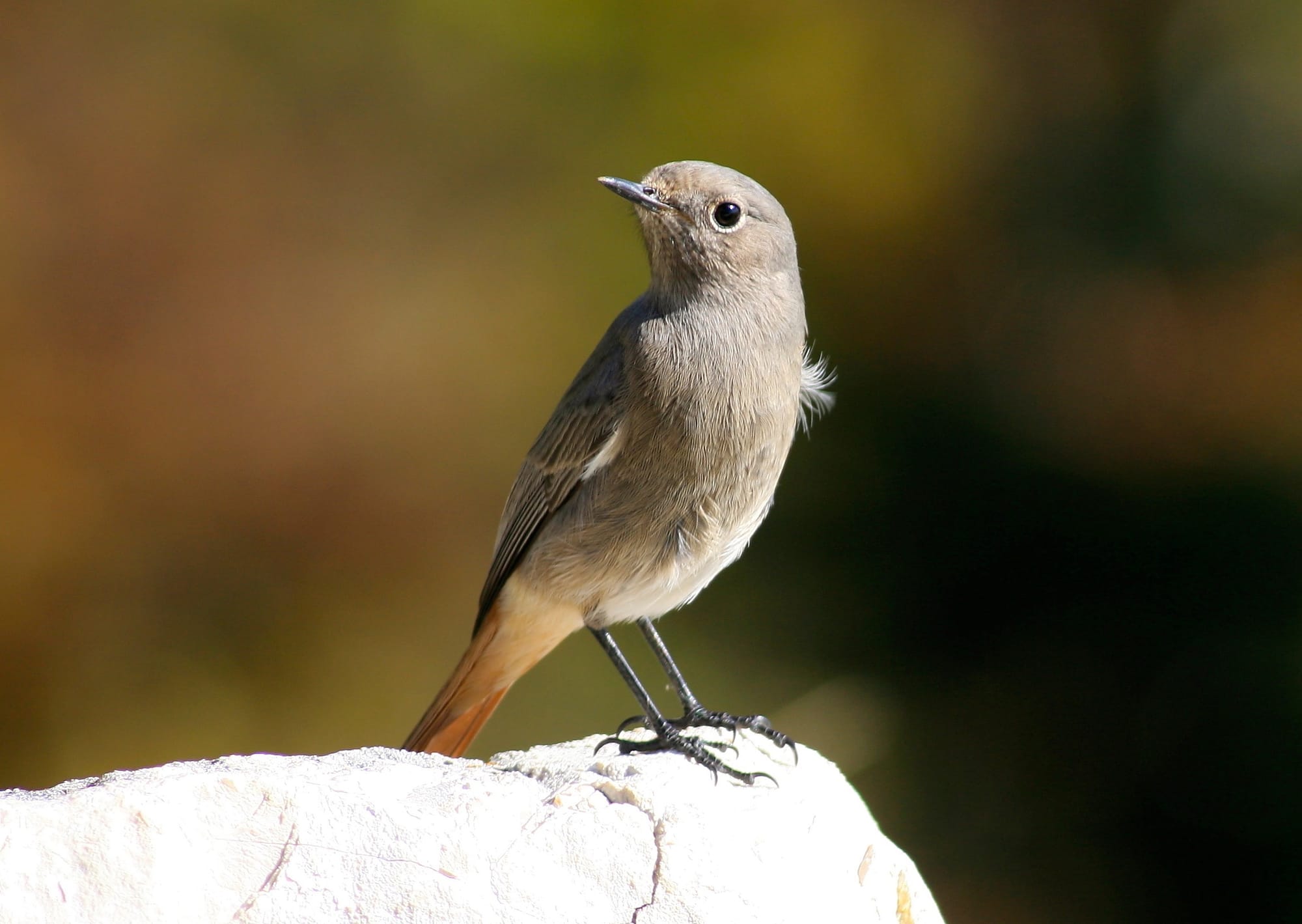 Black Redstart